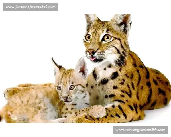 狼与山猫的生存对决揭示荒野力量与智慧的终极较量背后的自然法则 狼与山猫的生存对决揭示荒野力量与智慧的终极较量背后的自然法则